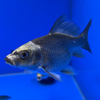 荣郁观赏鱼熊猫鲤球型蝴蝶鲤锦鲤鱼龙凤古黄金龙蝶鲤纯种鱼苗好养高端