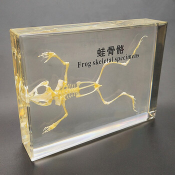 幼儿园教学昆虫标本动物生活史植物发育蜜蜂知了害虫益 粉红色 蛙骨骼