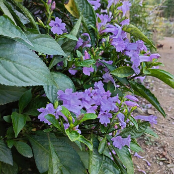 云南紫花板蓝根小苗盆影盆栽可观赏可食用批发 十苗