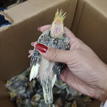 金头珍珠【18到25天】 一只公