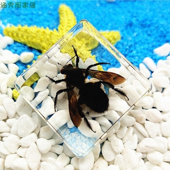 昆虫树脂真虫金龟子蝎子蜘蛛知了甲虫标本海洋奖品礼盒 紫红色 竹蜂