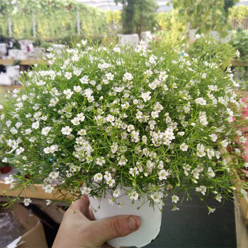 花玲瓏重瓣鳳仙花籽七彩茶花種籽四季開花指甲草指甲花種孑學生實驗