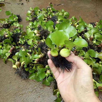 懒人水草水葫芦苗浮萍养鱼养龟漂浮性水草鱼缸造景净化水质水芙蓉100