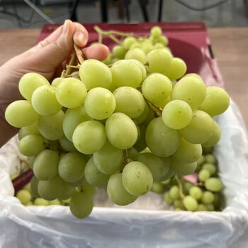 粒司澳洲进口甜地球秋天酥青提无籽秋天脆葡萄脆甜多汁新鲜孕妇4斤