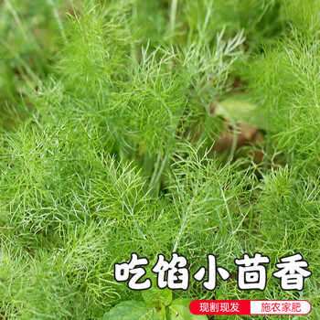 密云农业本地自种现摘茴香500g新鲜时令蔬菜现摘现发