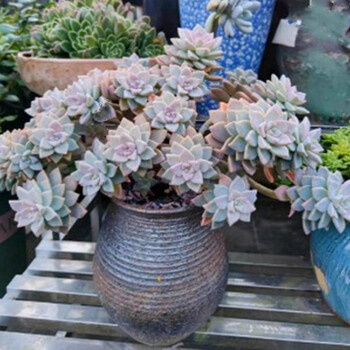 鹿凌青淡雪老桩多肉植物品种绿植阳台花卉淡雪 不含盆 带盆 图片价格品牌报价 京东