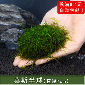 鱼缸沉木阴性水草造景散装莫斯莫丝水晶鹿角苔火焰垂泪松茸大三角莫斯半球1个 图片价格品牌报价 京东