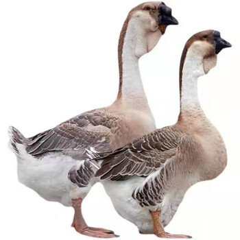 苗鹅仔批发特大白狮头产蛋王四季鹅三花鹅批发土鹅仔家养 灰狮头鹅苗