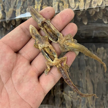 北京同仁堂原料 天龙中药材完整壁虎 国产大天龙 守宫 天龙粉 爬墙虎