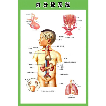 内分泌腺示意图图片