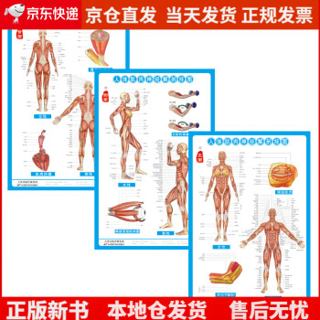 何でも揃う 人体模型 鼻腔解剖 標本 漢方 薬局 クリニック 鍼灸 整体