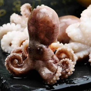 鱼海鲜鲜活爆头八爪鱼火锅食材海鲜水产十字丽日迷你小八爪原汁3斤装