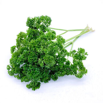 春光岛 新鲜杨兰花荷兰芹组合 香芹菜洋兰花火锅酒店西餐摆盘装饰花草