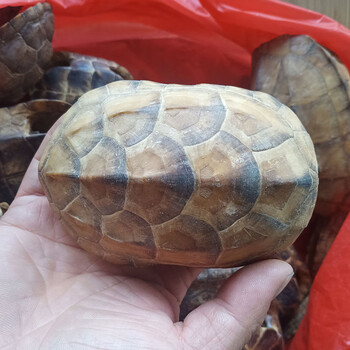 有瑕疵真龟壳科研 教学道具 学生涂鸦 彩绘 刻甲骨文 龟背长8-10厘米