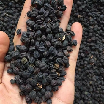 伟博长白山刺五加籽刺五加果颗粒茶100g促销