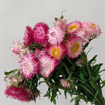 国产麦秆菊鲜花直批上海直发家用鲜切花水养插花妇女节礼物粉色一扎57