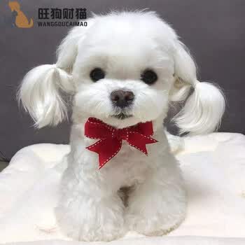 30天保障 纯种宠物狗狗马尔济斯犬幼犬幼崽马尔济斯宠物犬宠物级公 图片价格品牌报价 京东