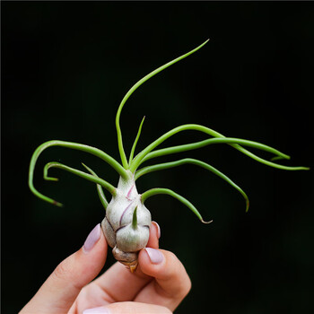 千茵阁空气凤梨 精选新手套餐 无土植物 小章鱼6-8cm 裸根不带土