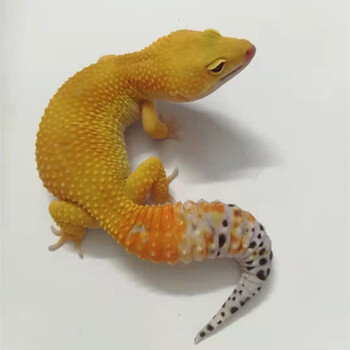 豹纹守宫蜥蜴新手懒人小孩活体网红宠物温顺可上手不咬人萌宠 推荐