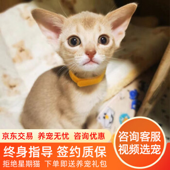 阿比西尼亚猫新款- 阿比西尼亚猫2021年新款- 京东