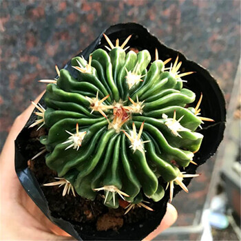 实生无刺仙人掌多肉花卉植物室内花小盆栽精品星兜稀有 多棱玉3-4cm