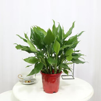 植物盆栽万年青品牌及商品- 京东