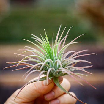 空气凤梨 精选新手套餐 无土植物 软叶精灵6-8cm 裸根不带土