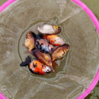 工匠頭練手蘭壽金魚活體精品百褶泰獅小魚苗混搭觀賞魚冷水淡水 4-6