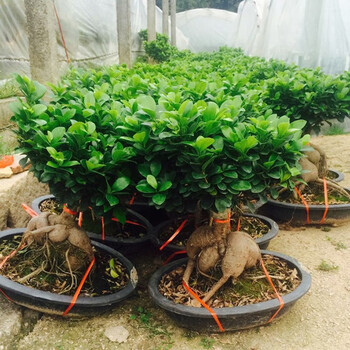 小叶榕树人参长寿榕盆景细叶榕人参榕老桩树桩盆栽四季常青植物室内