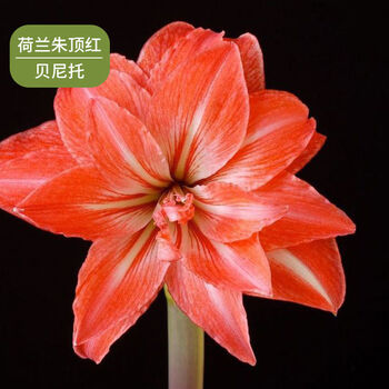 【包对版】荷兰朱顶红大球重瓣种球四季开花花卉盆栽室内植物 贝尼托