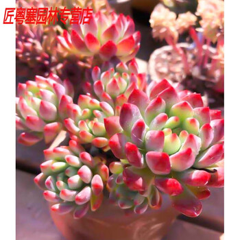 缀化多肉品牌及商品- 京东
