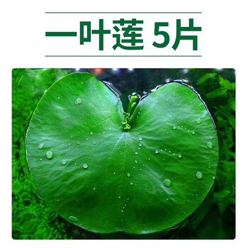 水芙蓉植物品牌及商品- 京东