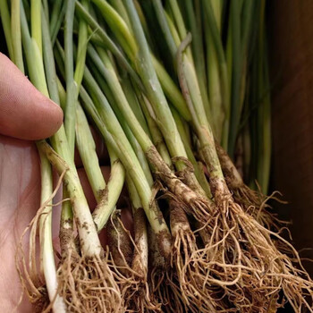 河南本地长白葱铁杆大葱苗批发葱秧子幼苗黄葱苗非山东大葱种植用特细