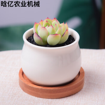 充実の品 多肉植物 花月夜錦♡希少小苗 植物/観葉植物