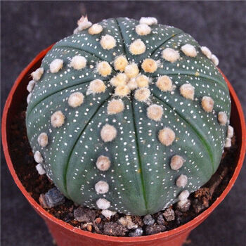 千茵阁稀有开花金星兜锦多肉植物盆栽西瓜球肉肉仙人球鸾凤玉超兜布纹