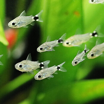 青青自然 月光鼠鱼小型迷你精灵娃娃鼠鱼群游鼠鱼草缸底栖鱼清洁工具