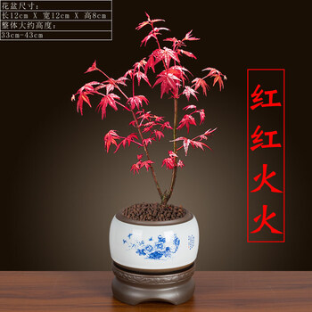 文静花坊红枫盆栽老桩盆景红舞姬室内花植物懒人自动吸水桌面水培好养绿植 一次加水抵5天 红枫 青花1010 紫砂圆形小吸带盆栽好 图片价格品牌报价 京东