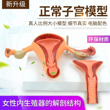 子宫模型品牌及商品- 京东