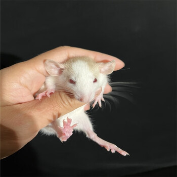 灵狐之家花枝鼠活体宠物幼崽飞象耳包活亲人小型宠物鼠正脸活体 正脸