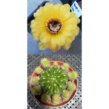 彩草山脉天际线浓淘筋女王娇媚宝莲灯花魁舞会席克氏彩草仙人球朋友 6 7cm 裸根不带土 图片价格品牌报价 京东 彩草山脉天际线浓淘筋女王娇媚宝莲灯花魁舞会席克氏彩草仙人球朋友 6 7cm 裸根不带土 图片价格品牌报价 京东