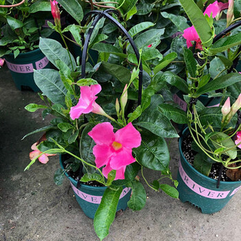 麦桑荷 隆之亿园艺 飘香藤花盆栽地栽大花卉攀爬室内客厅当年开花香味