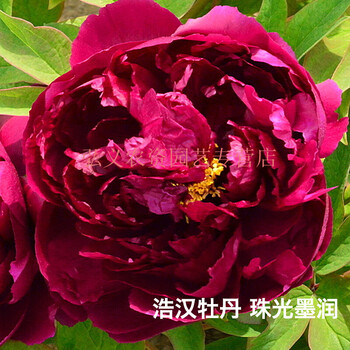 菏泽浩汉牡丹花苗大苗盆栽花卉重瓣观赏四季庭院国花牡丹花根珠光墨润