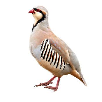 美国鹧鸪种鸟幼鸟受精蛋嘎嘎鸡活体脱温种鸡全国包活孕婴熬汤补品