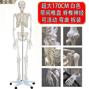 人体骨骼模型170品牌及商品- 京东