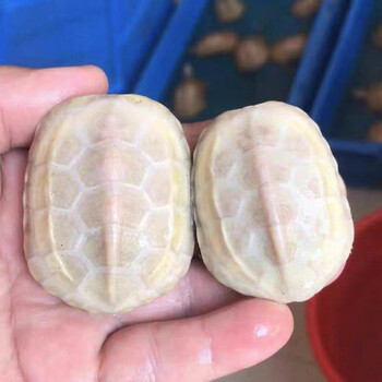 苗武云白玉乌龟纯种白化中华草龟活体观赏宠物龟金线草龟长寿变 靓