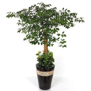 倾颜幸福树富贵树 绿色植物办公室绿植花卉室内植物大小盆栽盆景 不含