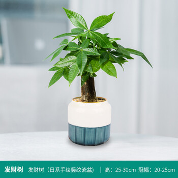 发财树盆栽植物室内庭院绿植客厅好养活办公室桌面招财摇钱树盆景