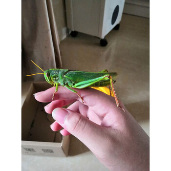 大棉蝗虫蹬倒山昆虫宠物活体吃草叶 观察摄影科普 凶猛带笼子 雌虫