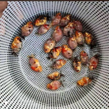 金鱼活体活鱼小尾奶牛精品兰寿金鱼苗冷水三色风水水墨家养水族馆鱼观赏宠物鱼包活 岚黛精品花寿苗3 4厘米5条 图片价格品牌报价 京东