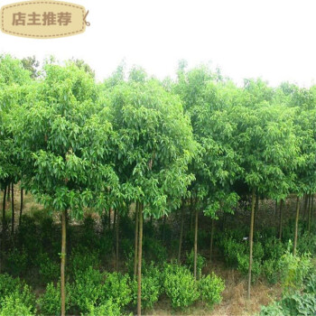 香樟树苗大叶香樟树樟树苗四季常青驱蚊树小苗庭院种植地栽绿化苗7厘米粗其他 图片价格品牌报价 京东